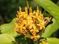 262 Thailand 2015 best of